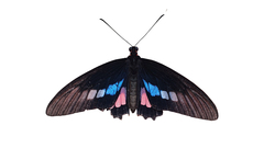 Parides zacynthus