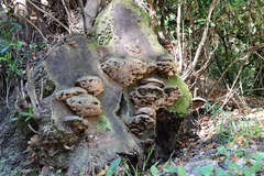 Ganoderma brownii