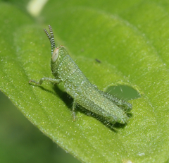 Cyrtacanthacridinae