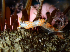 Coryphella trilineata
