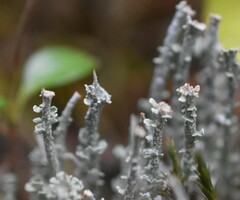 Cladonia cornuta