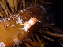 Coryphella trilineata