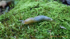Arion intermedius