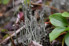 Cladonia cornuta