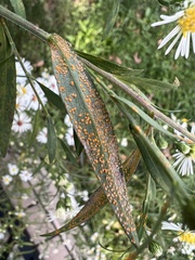 Coleosporium solidaginis