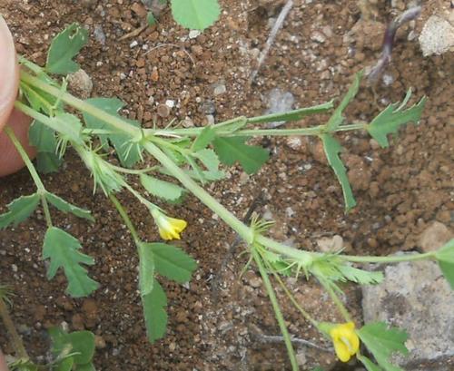 Image of Medicago laciniata by (c) Andre Hosper, some rights reserved (CC BY)