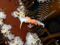 Coryphella trilineata