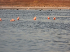 Phoenicopterus chilensis