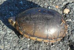 Kinosternon subrubrum subrubrum