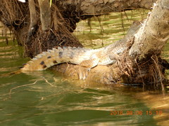 Crocodylus johnstoni