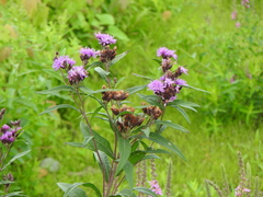 Vernonia fasciculata