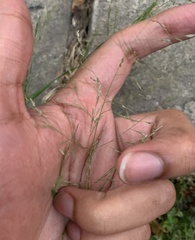 Agrostis perennans