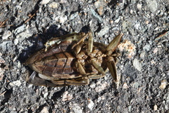 Lethocerus americanus