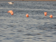 Phoenicopterus chilensis