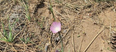 Sidalcea sparsifolia