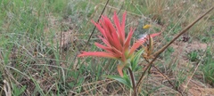 Castilleja miniata oblongifolia