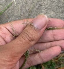Agrostis perennans