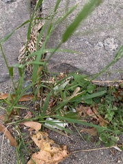Agrostis perennans