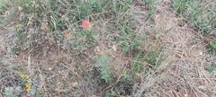 Castilleja miniata oblongifolia