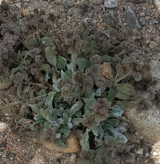 Phacelia hastata