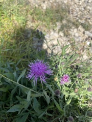 Centaurea