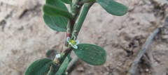 Polygonum aviculare depressum