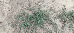 Polygonum aviculare depressum