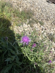 Centaurea