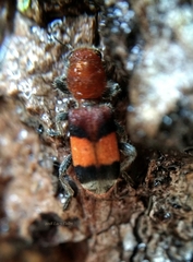 Enoclerus ichneumoneus