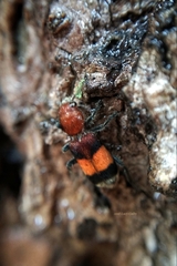 Enoclerus ichneumoneus