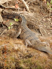 Crocodylus johnstoni