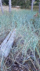 Leymus mollis