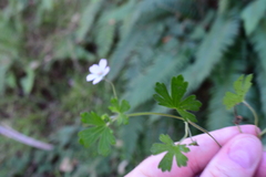 Geranium potentilloides