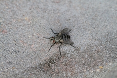 Microphthalma disjuncta