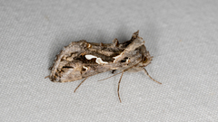 Chrysodeixis argentifera