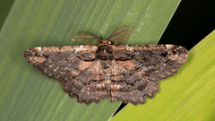 Pholodes sinistraria