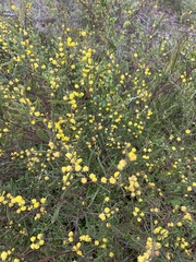 Acacia sclerophylla