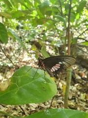 Parides zacynthus