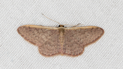 Idaea inversata