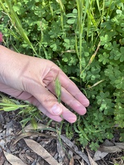 Hordeum