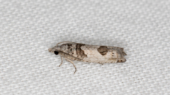 Spilonota constrictana