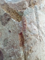 Liturgusa