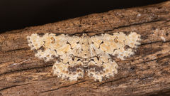 Sandava scitisignata