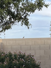 Passer domesticus