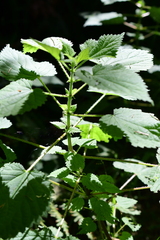 Urtica dioica