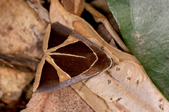 Agamana conjungens