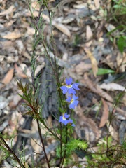 Dampiera stricta