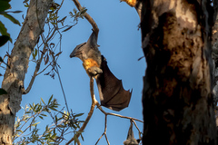 Pteropus poliocephalus