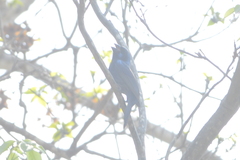 Cyanocompsa parellina