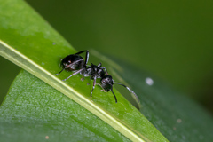Polyrhachis clio